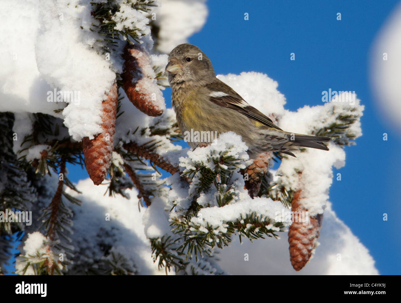 Two-barred Crossbill, White-winged Crossbill (Loxia leucoptera) perched in a snowy spruce. Stock Photo