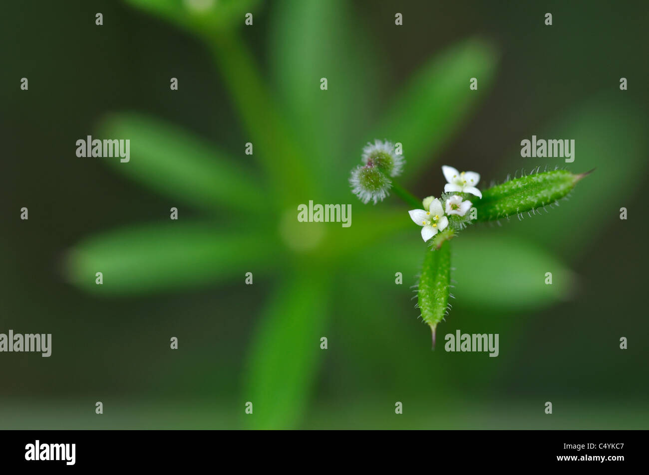 Common Cleavers, Galium aparine Stock Photo Alamy