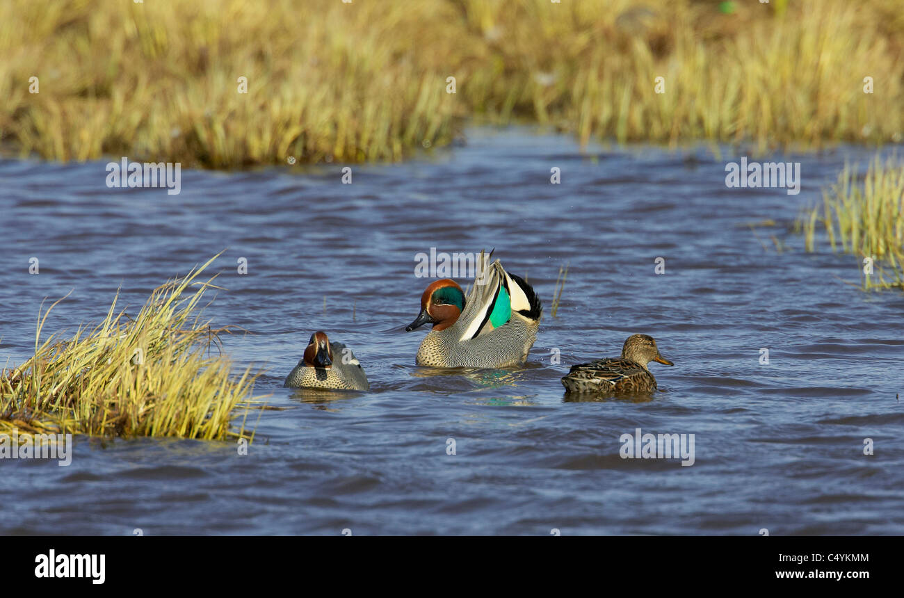 Common Teal (Anas crecca). Swimming couple with displaying drake. Stock Photo