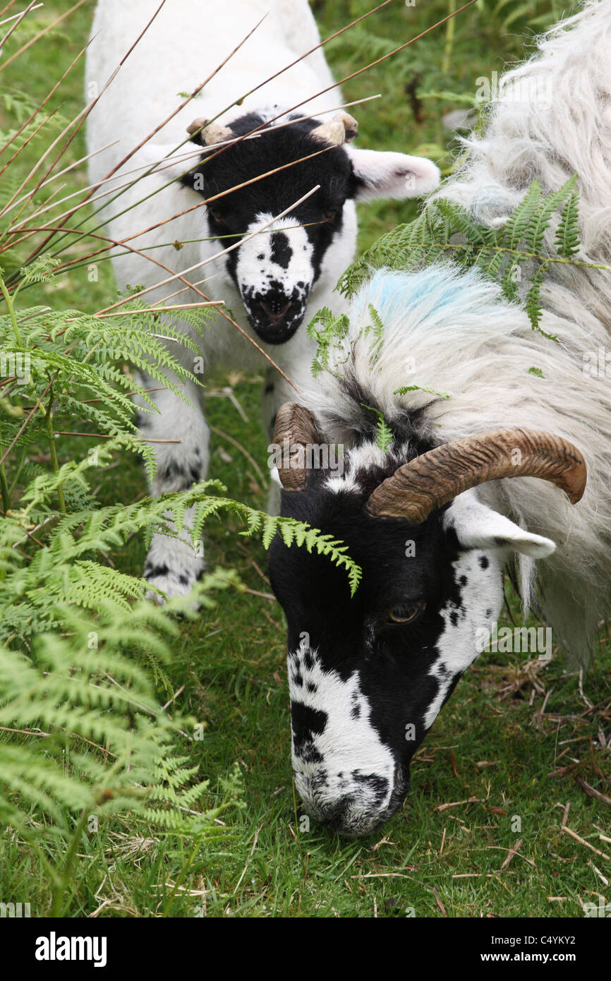 Ewe and lamb close together on Winder Fell  behind Sedbergh, Cumbria, England Stock Photo