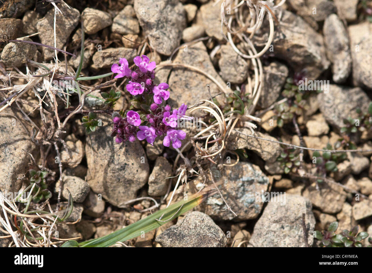 Flowers bloom in inhospitable environment of Keen of Hamar National Nature Reserve  Unst Shetland Islands Scotland UK Europe Stock Photo