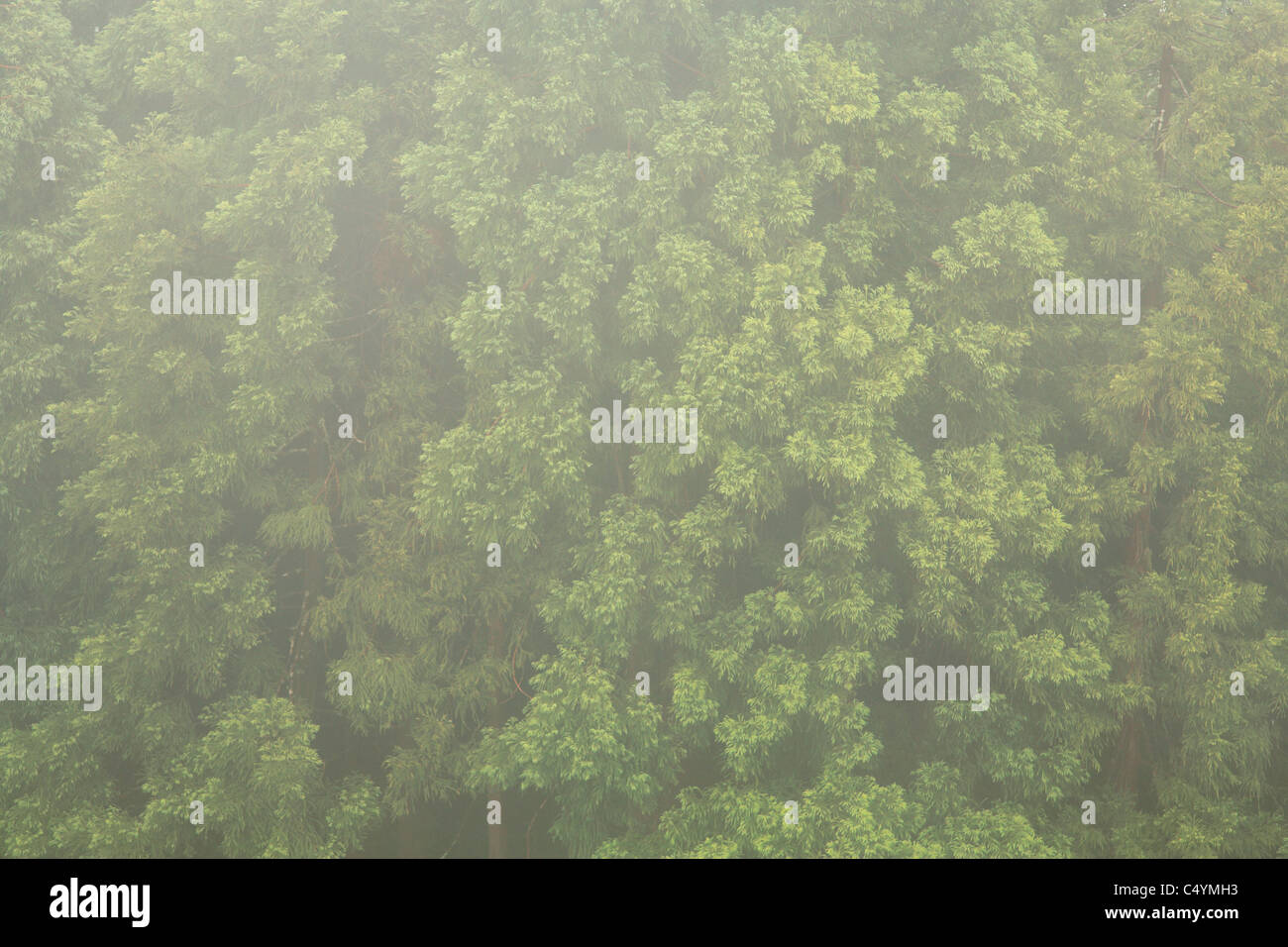 Japanese Cedar woods (Cryptomeria japonica), in a foggy day at the Azores islands. Stock Photo