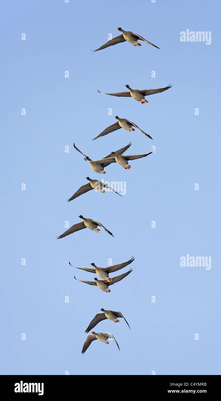 Bean Goose (Anser fabalis), flock in flight Stock Photo Alamy
