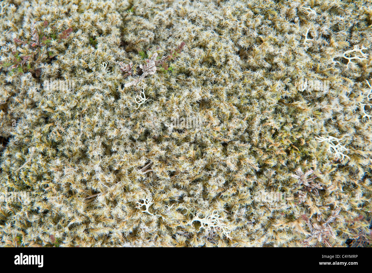 Lichen grows on Fetlar Isle Shetland Subarctic Archipelago Scotland UK Europe Stock Photo