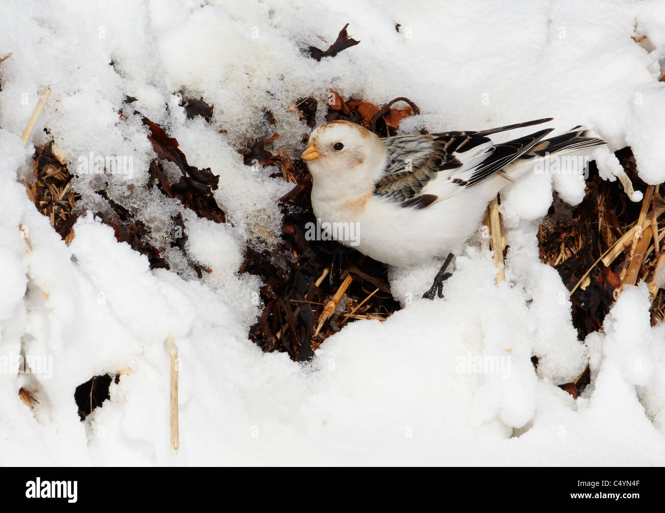 Snow Bunting (Plectrophenax nivalis), foraging in snow. Stock Photo