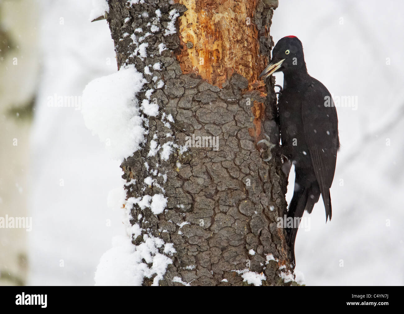 Black Woodpecker (Dryocopus martius) searching for insects behind the bark of a snowy tree trunk. Stock Photo