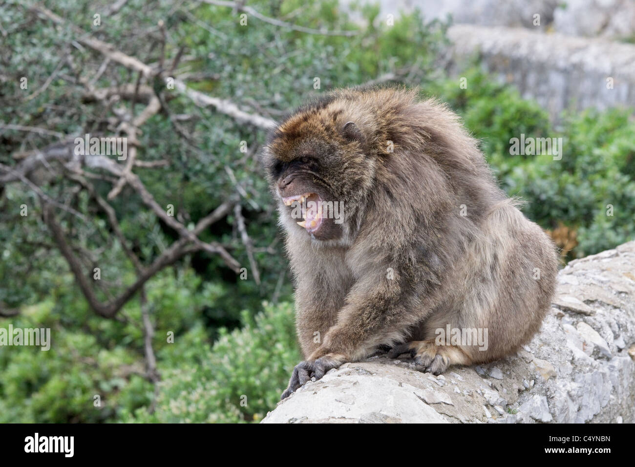 A male Barbary Macaque sat on the wall on the Rock of Gibraltar - Europe's only primate - Aggressive posture Macaca sylvanus Stock Photo