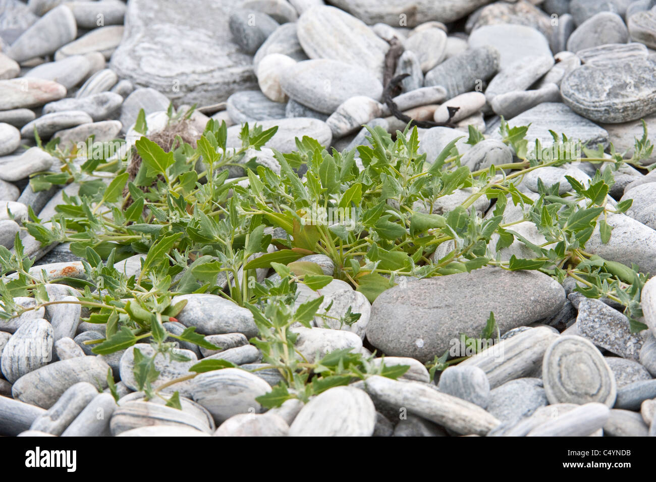 Plant is establishing itself among shore boulders Yell Shetland ...