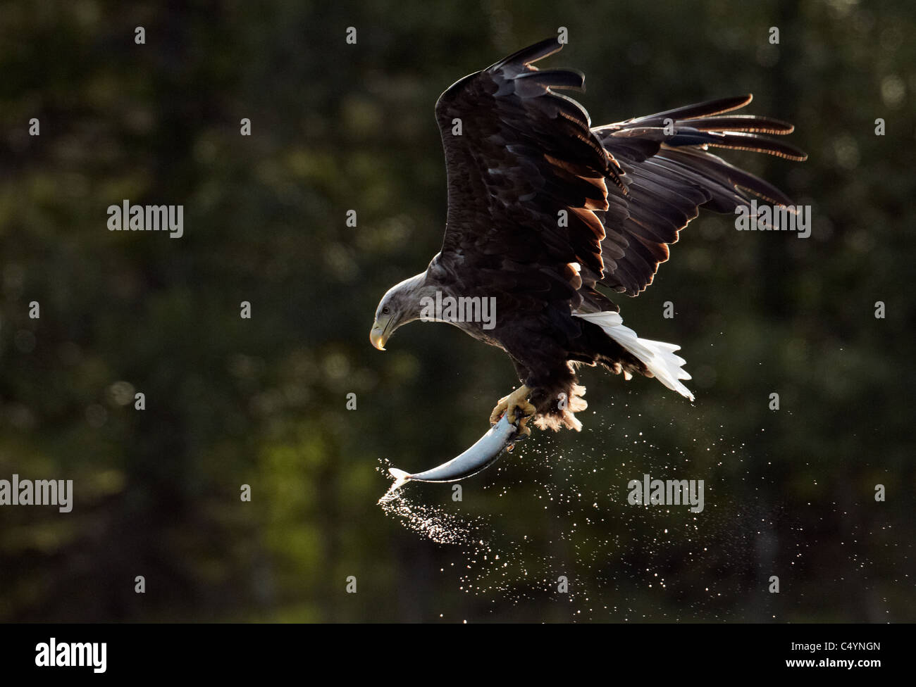White-Tailed Eagle (Haliaeetus albicilla), adult in flight with a fish in its talons. Stock Photo