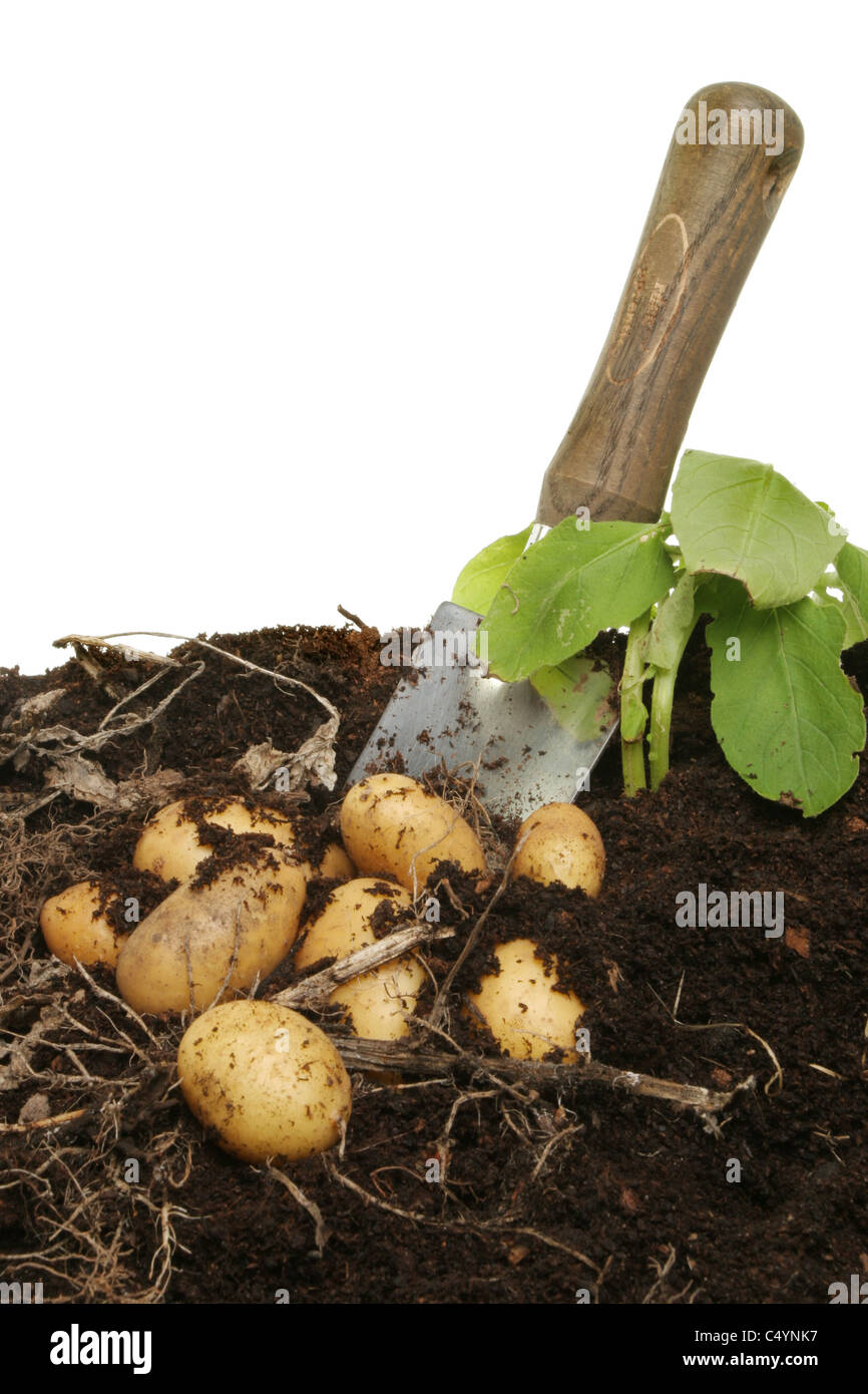 Digging new potatoes from soil with a garden trowel Stock Photo - Alamy