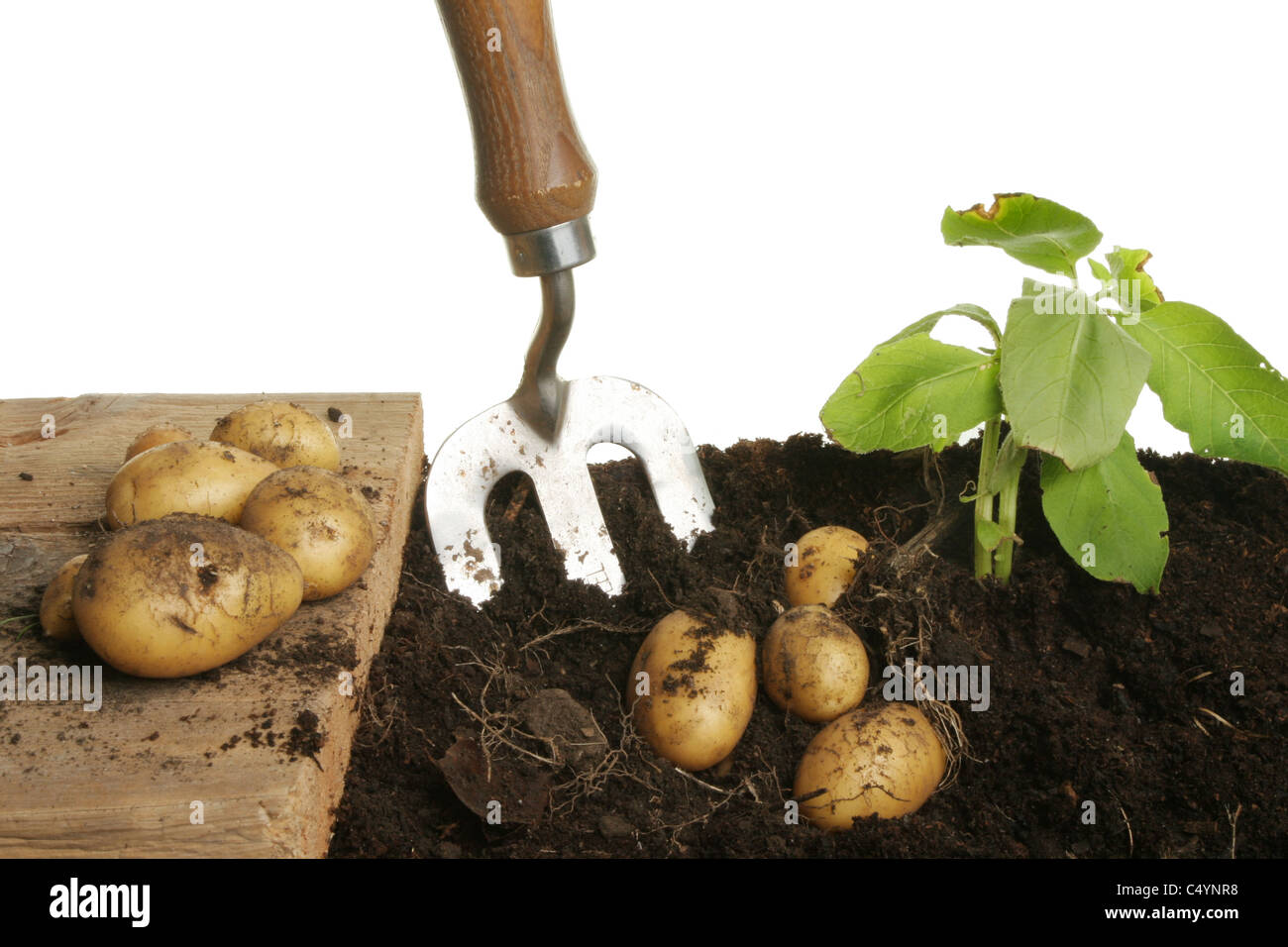 Harvesting new potatoes from the soil with a fork onto a wooden plank ...