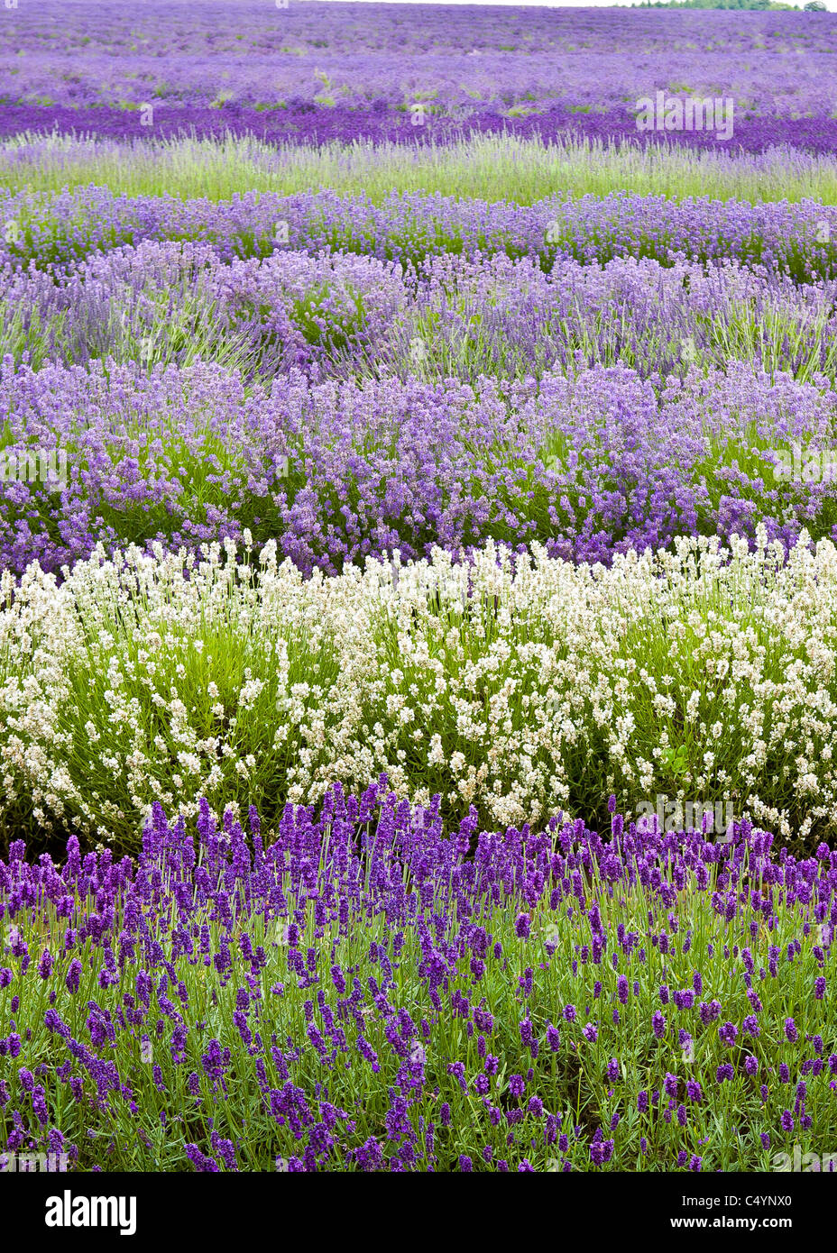 Rows of purple and white lavender Stock Photo