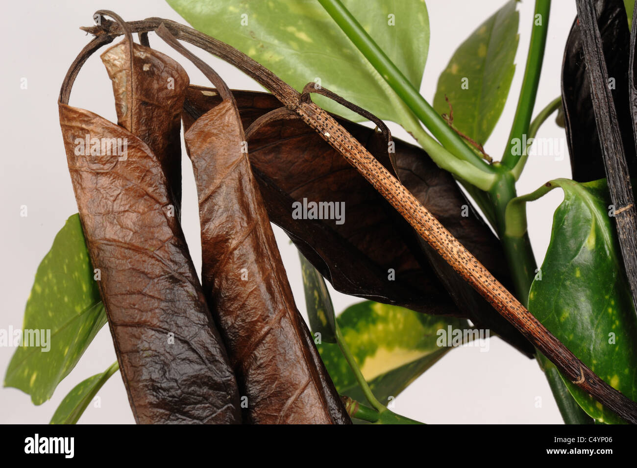 Dieback damage, lesion and fruiting bodies on Aucuba japonica leaves and stem Stock Photo