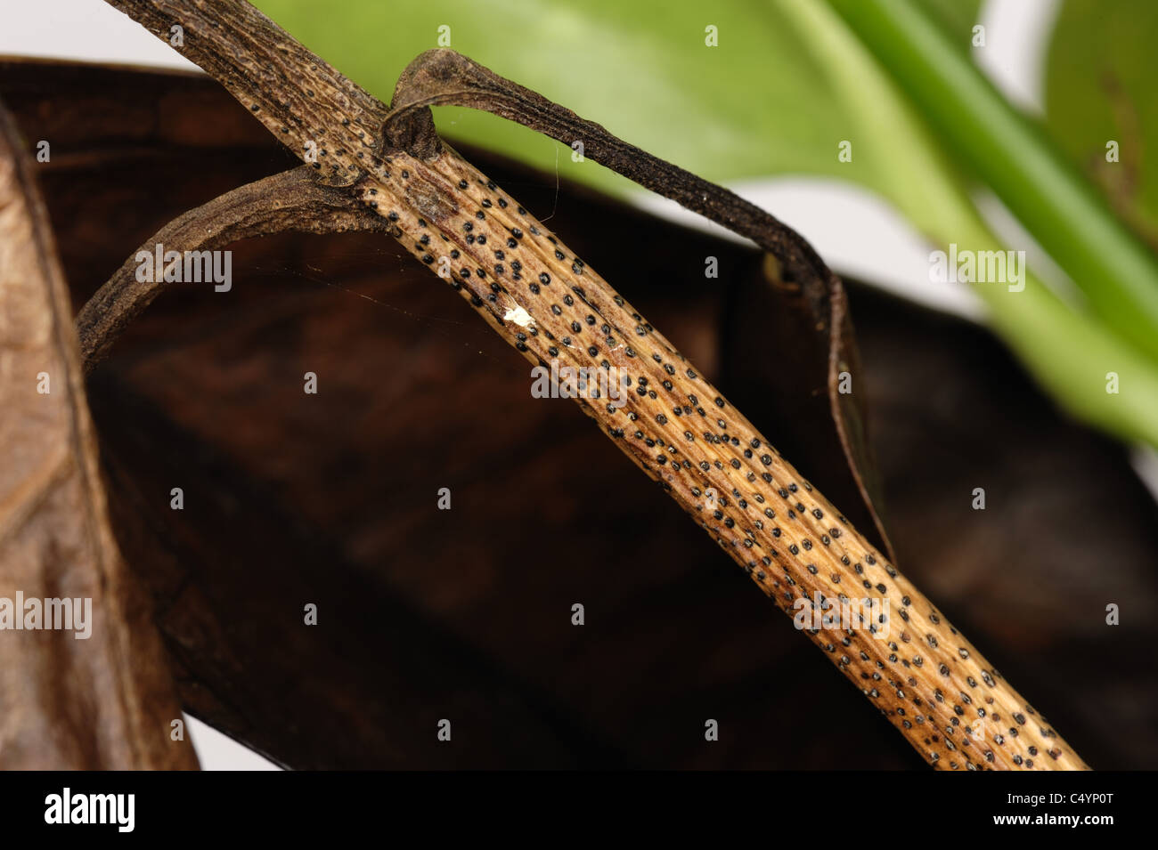 Dieback damage, lesion and fruiting bodies on Aucuba japonica leaves and stem Stock Photo