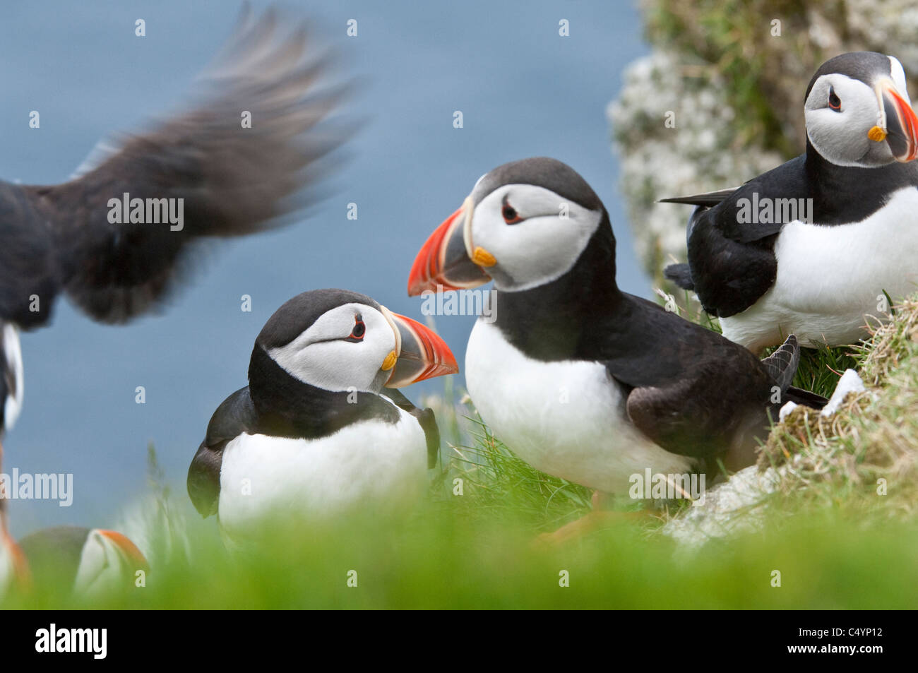 Atlantic Puffin (Fratercula arctica) group on the cliff-top Hermaness National Nature Reserve Unst Shetland Scotland UK Europe Stock Photo