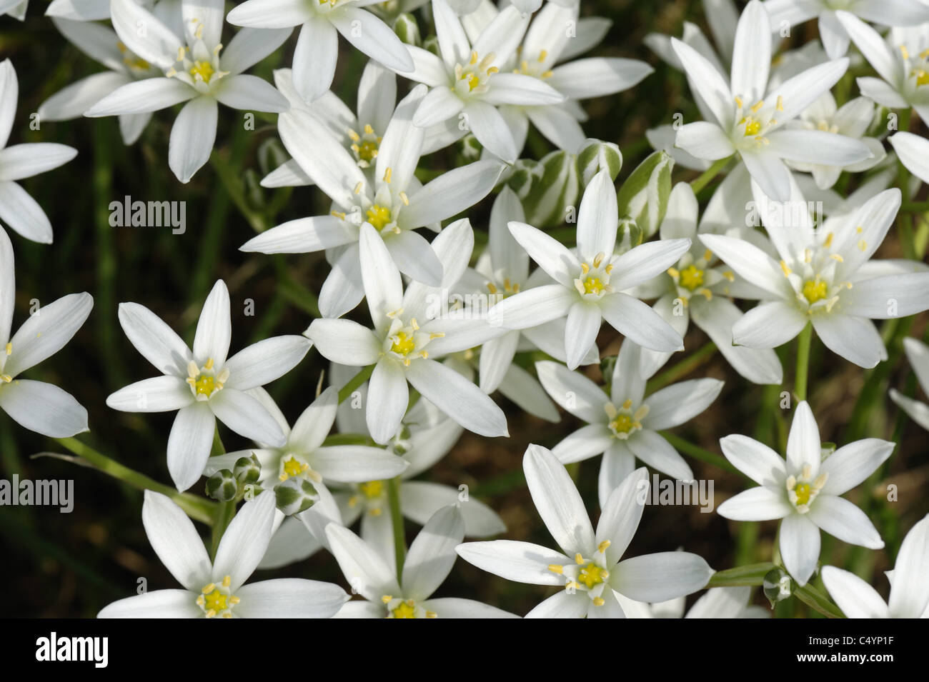 Star of Bethlehem (Ornithogallum umbellatum) flowers in spring Stock Photo