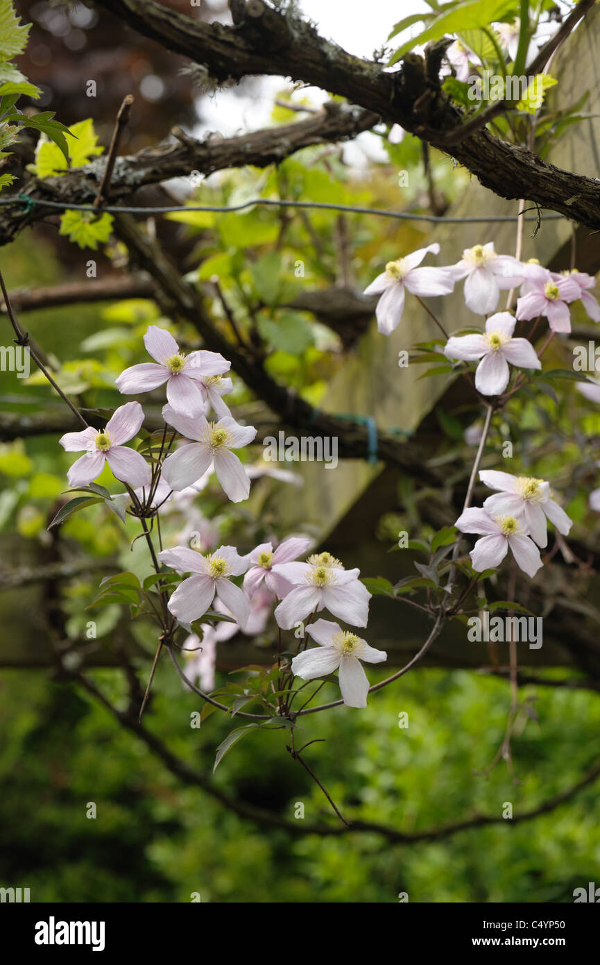 Clematis montana 'Elizabeth' flowers climbing over a leafless grapevine Stock Photo