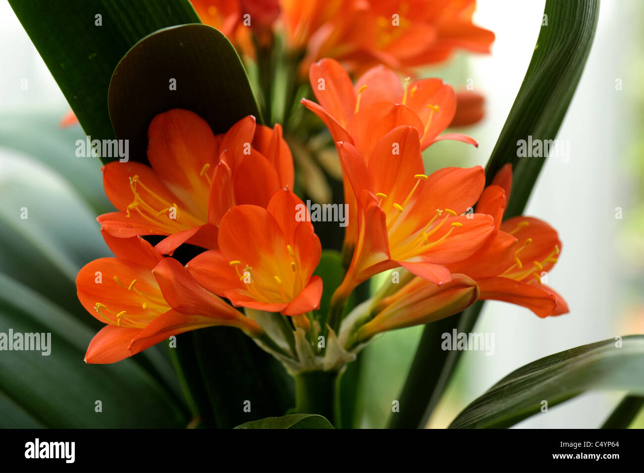 Kaffir lily or bush lily (Clivia miniata) pot plant flowering Stock Photo