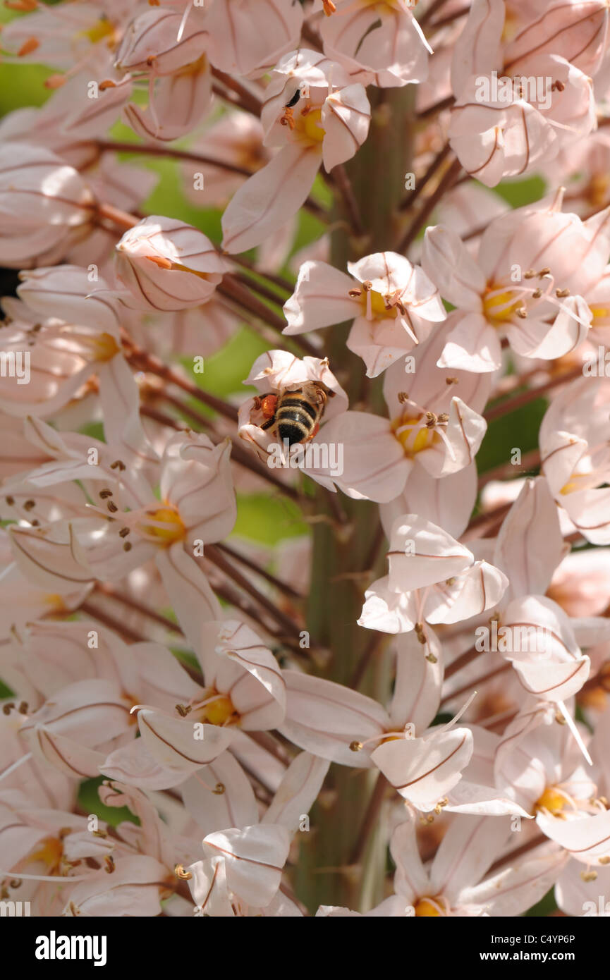 Foxtail lily or desert candle (Eremurus robustus) florets with a honey bee attending Stock Photo