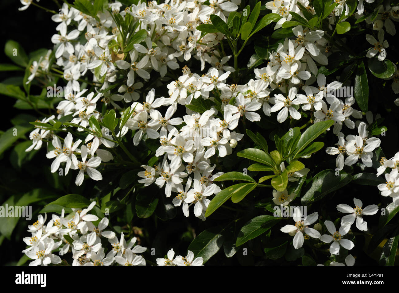 Mexican orange blossom (Choisya ternata) flowers Stock Photo Alamy