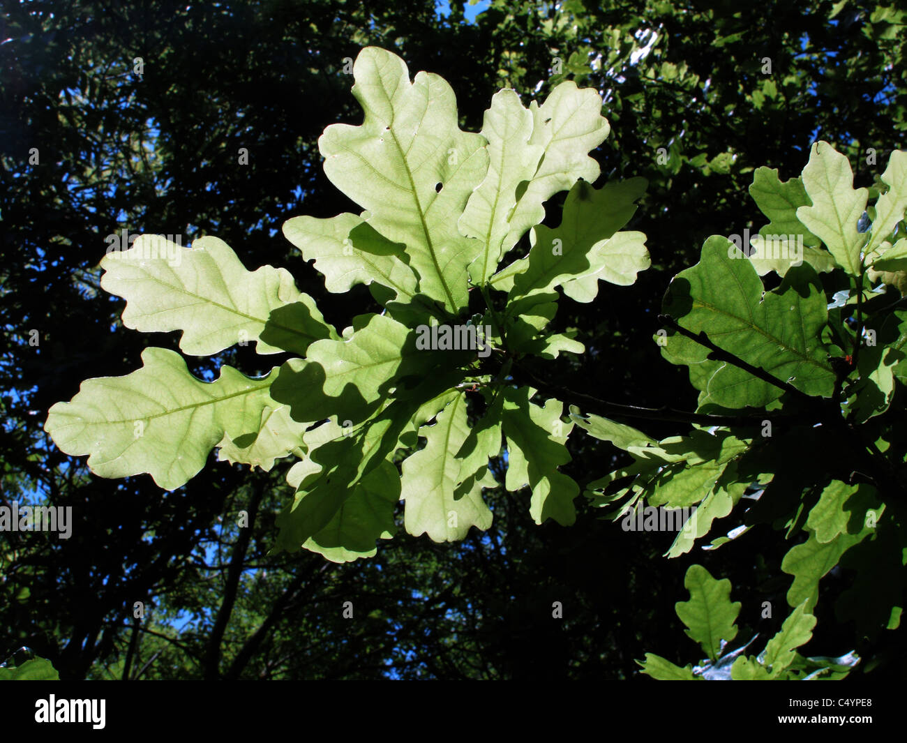 Light shining through leaves of a European oak tree in woodland Stock Photo Alamy