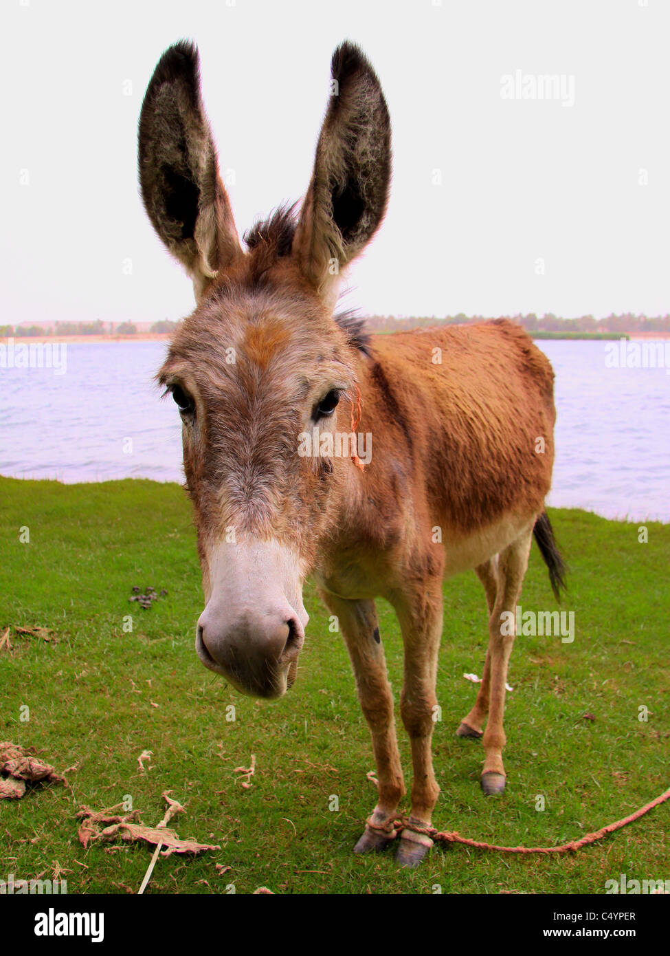 Donkey by the Nile Stock Photo