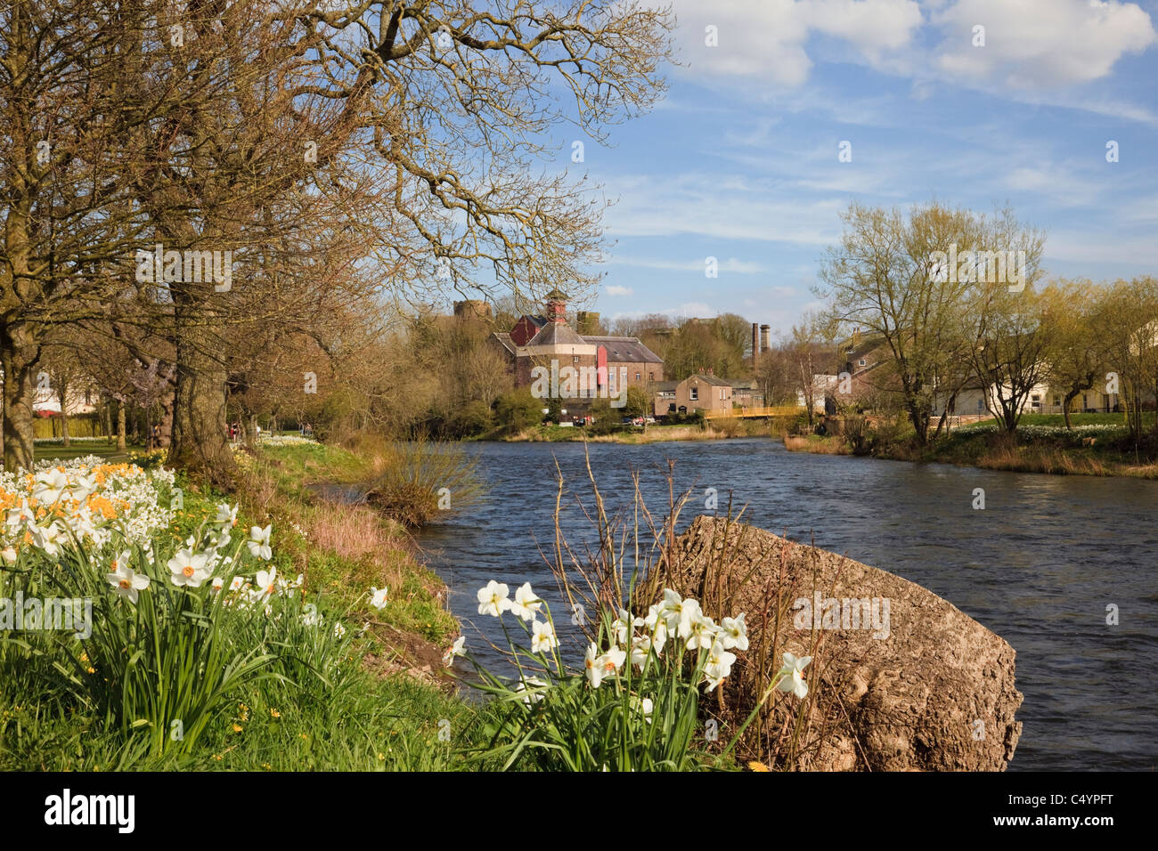 Spring Daffodils in the Memorial Gardens beside the River Derwent in