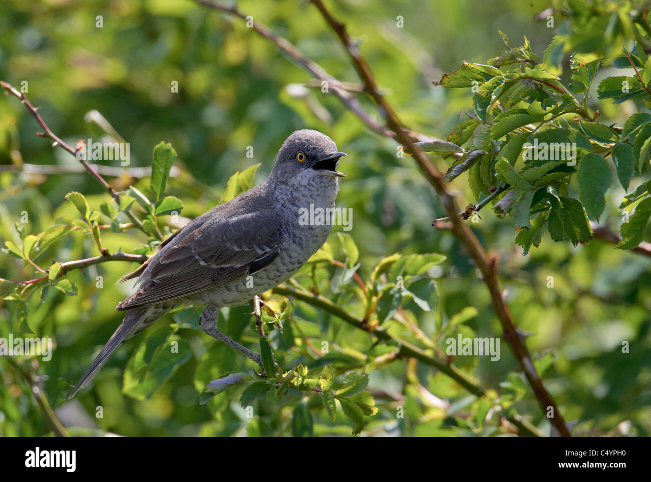 Barred Warbler (Sylvia nisoria). Adult male perched on a rose twig while singing. Stock Photo