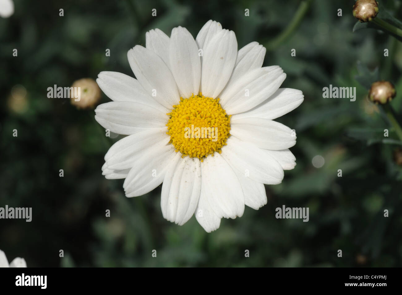 Marguerite daisy (Argyranthemum frutescens) flower of garden container grown sub-shrub Stock Photo