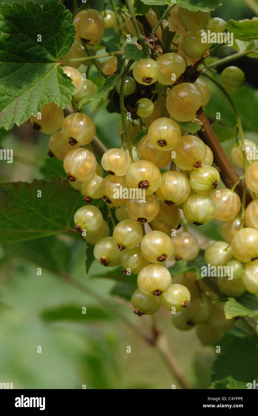 Mature berries of white currant on the bush Stock Photo
