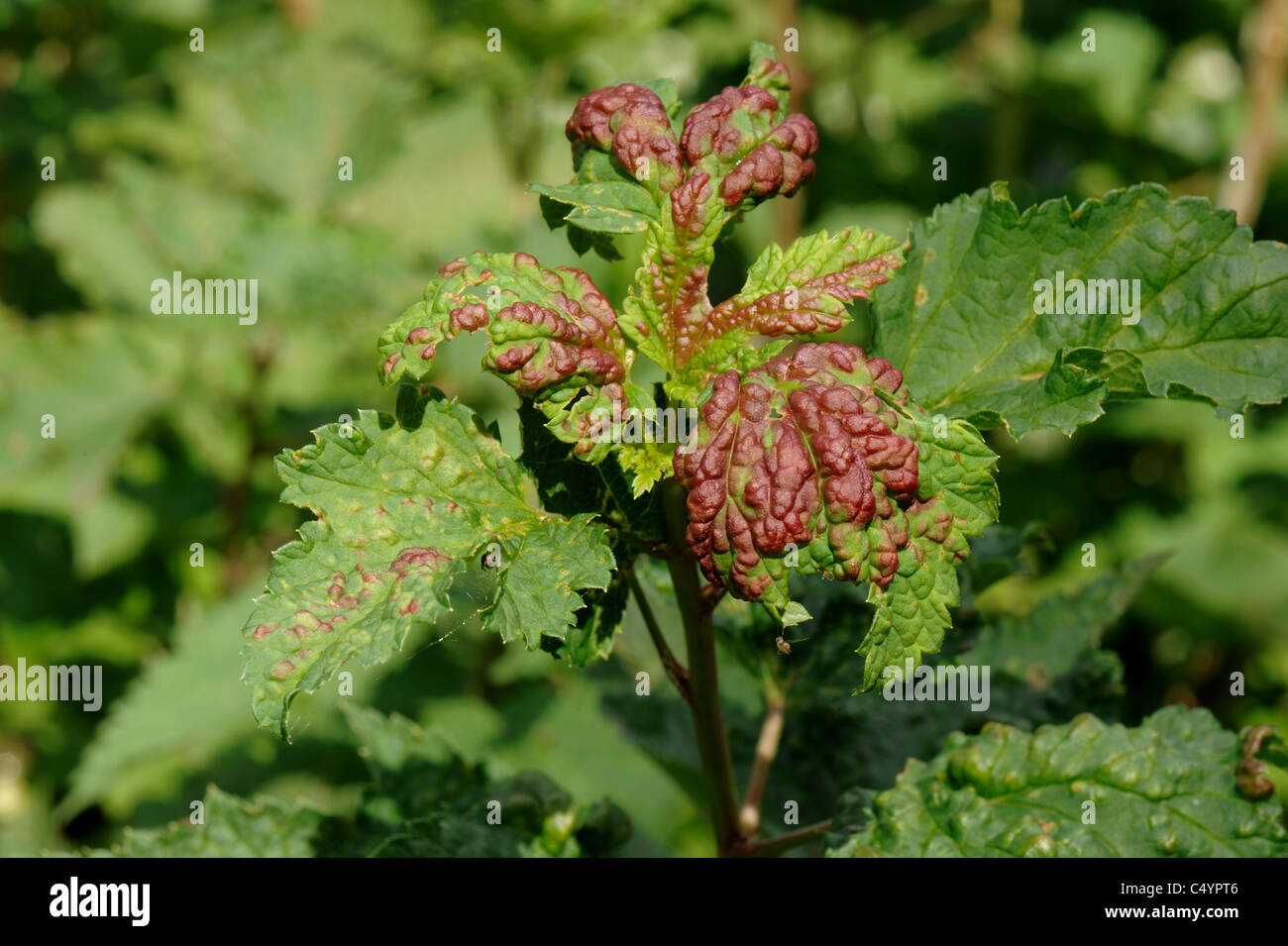 Red currant blister aphid (Cryptomyzus ribis) red coloured blisters caused on white currant leaves Stock Photo