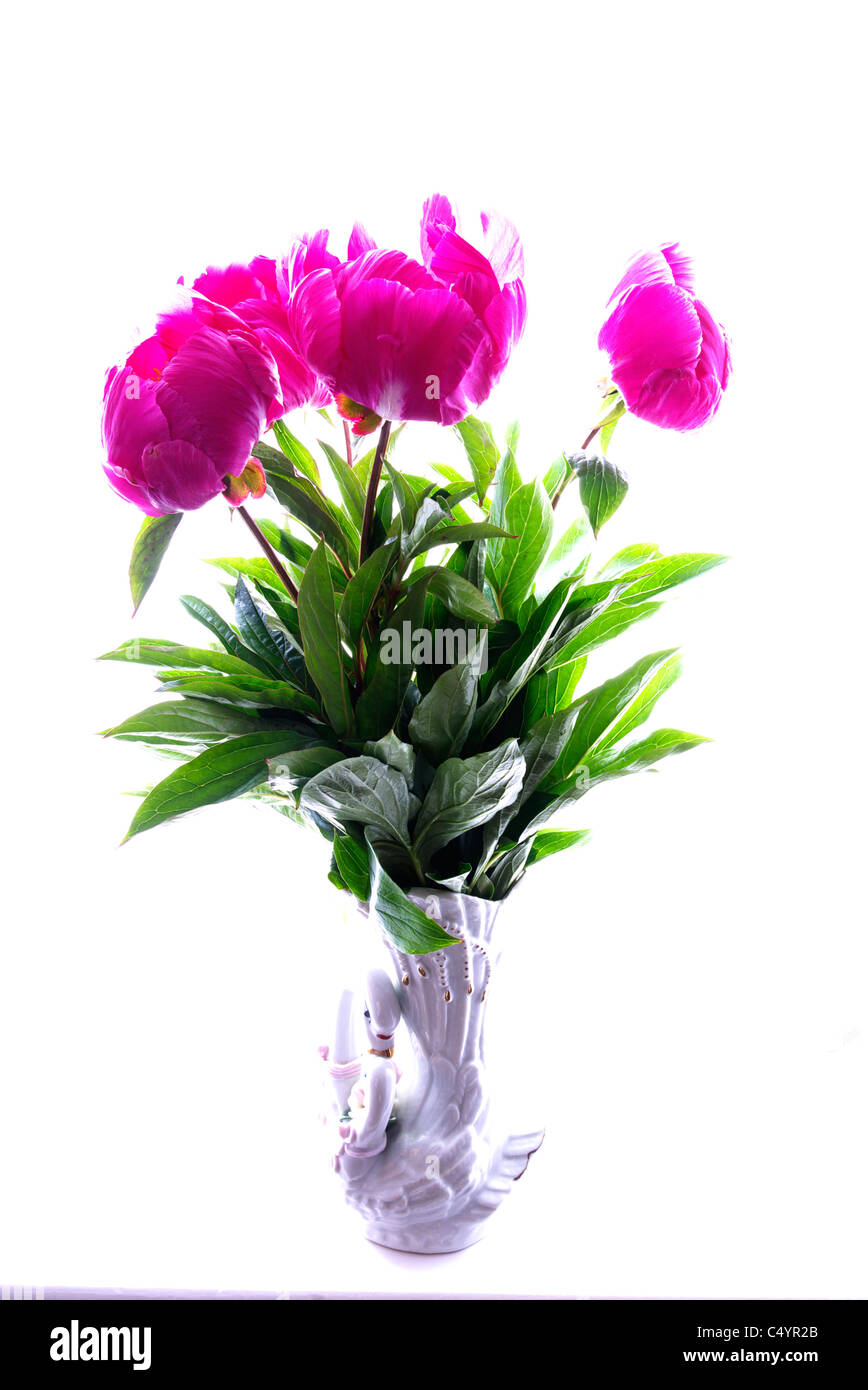 A display of Paeony's in a swan shaped vase. Stock Photo