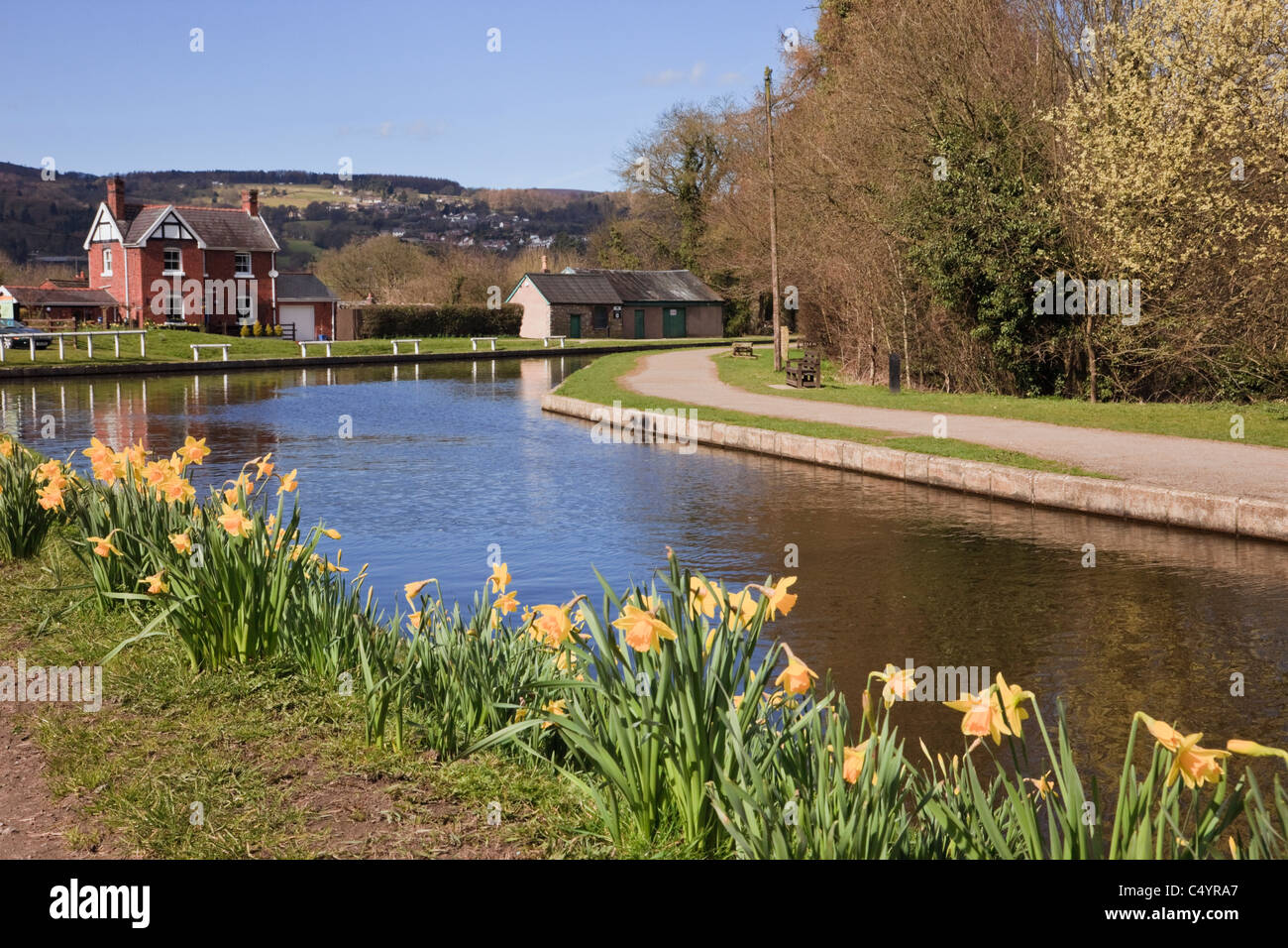 View of the Llangollen canal with daffodils in spring at Froncysyllte, Wrexham, North Wales, UK, Britain. Stock Photo