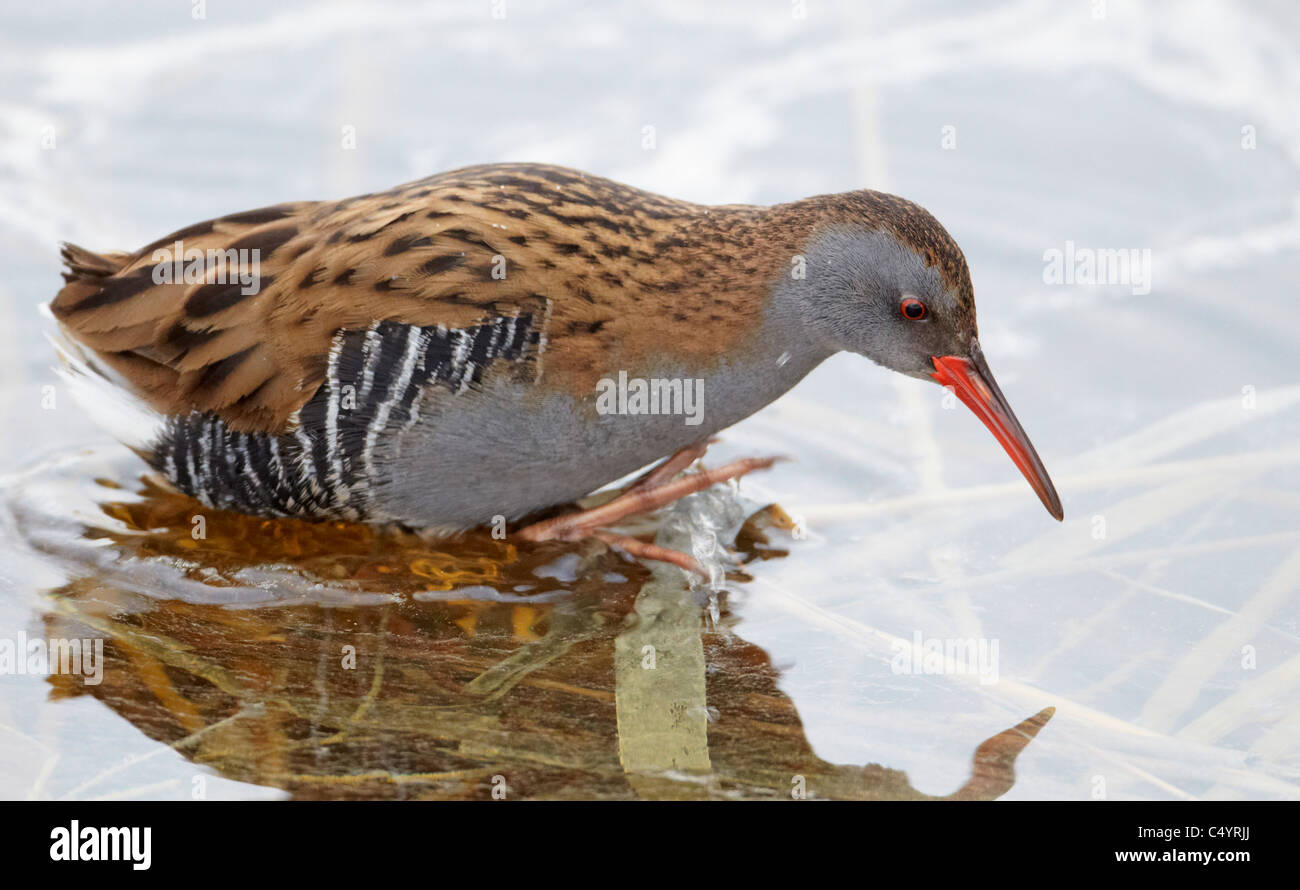 Water Rail (Rallus aquaticus) foraging at icy water. Stock Photo