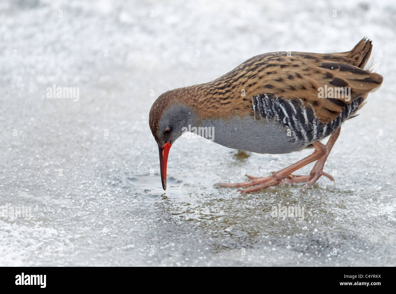 Water Rail (Rallus aquaticus) foraging at icy water. Stock Photo