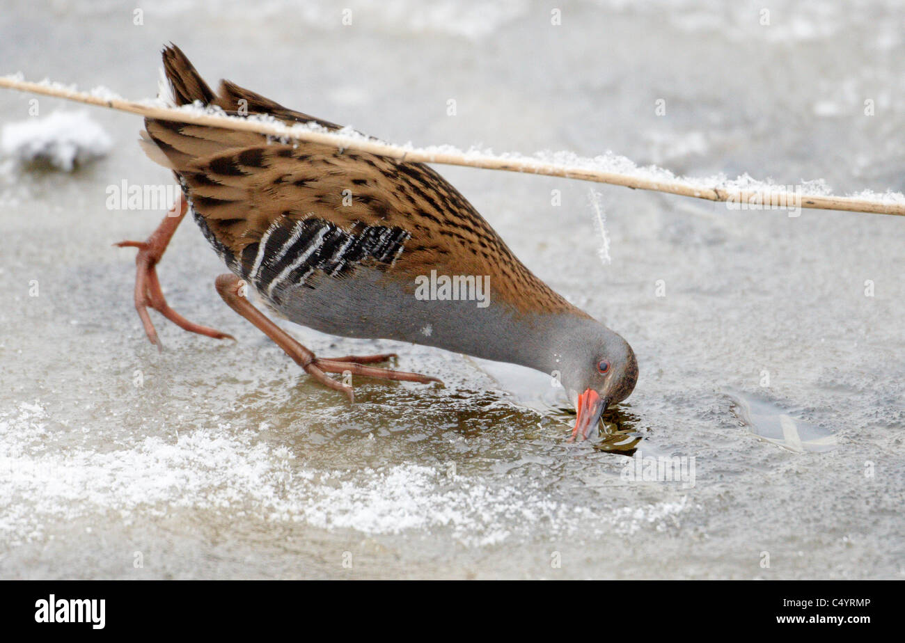 Water Rail (Rallus aquaticus) foraging at icy water. Stock Photo