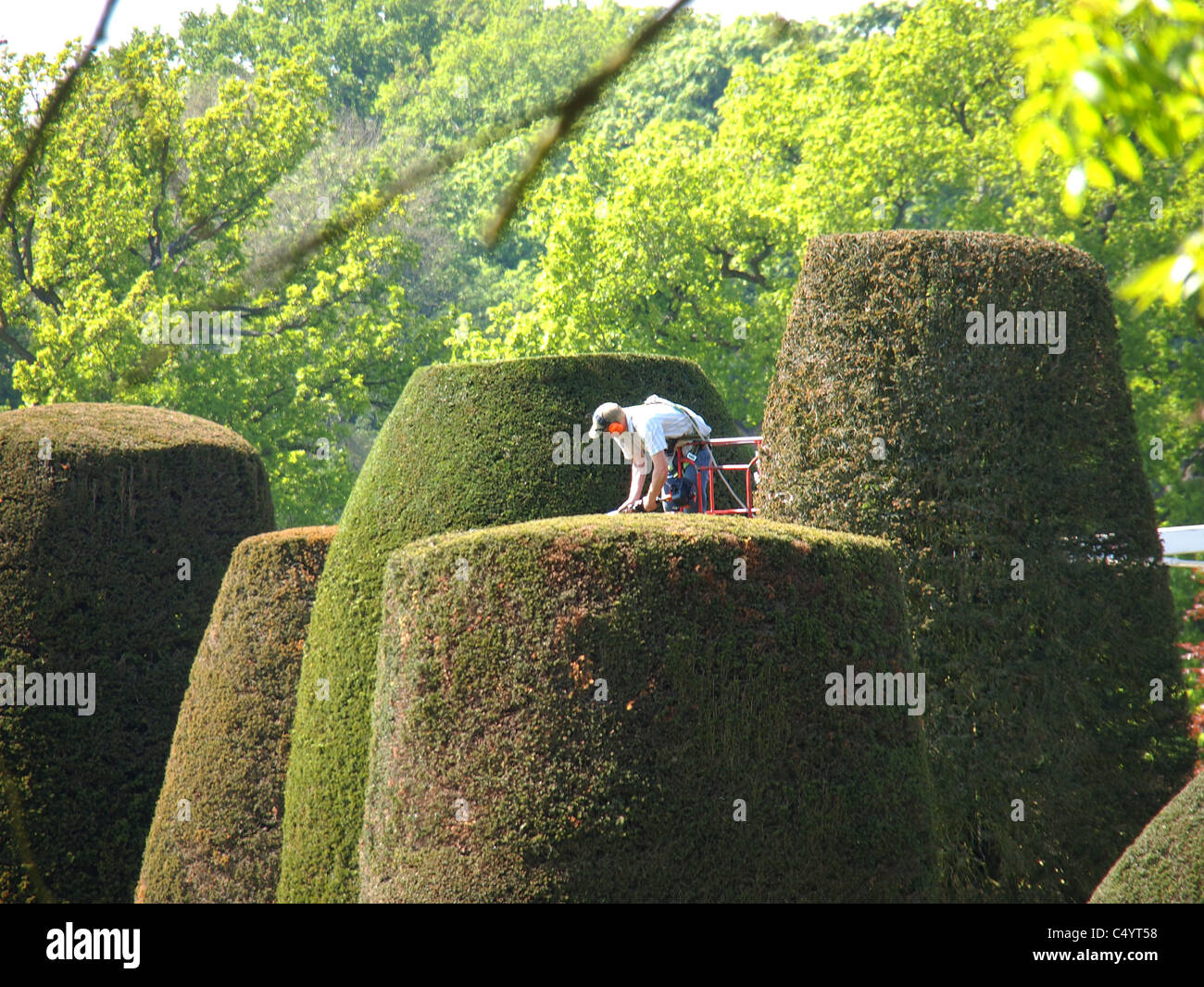 topiary hedge trimming packwood house gardens warwickshire Stock Photo