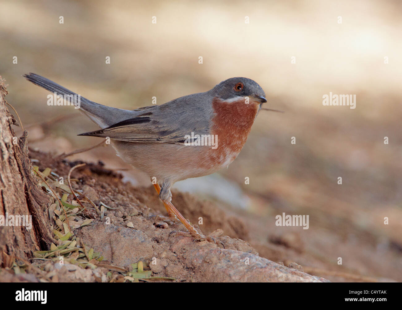 Subalpine Warbler (Sylvia cantillans). Male foraging on the ground. Stock Photo