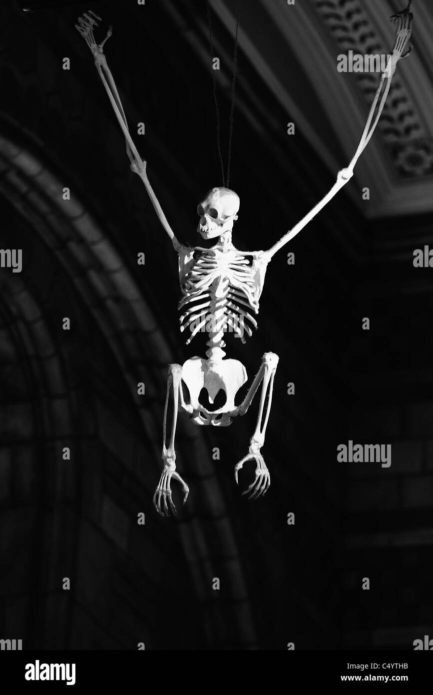 Monkey exhibit in the Natural History Museum, London Stock Photo