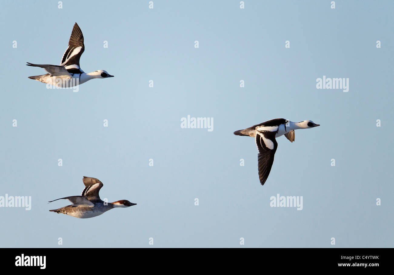 Smew (Mergus albellus). Two males and a female in flight. Stock Photo