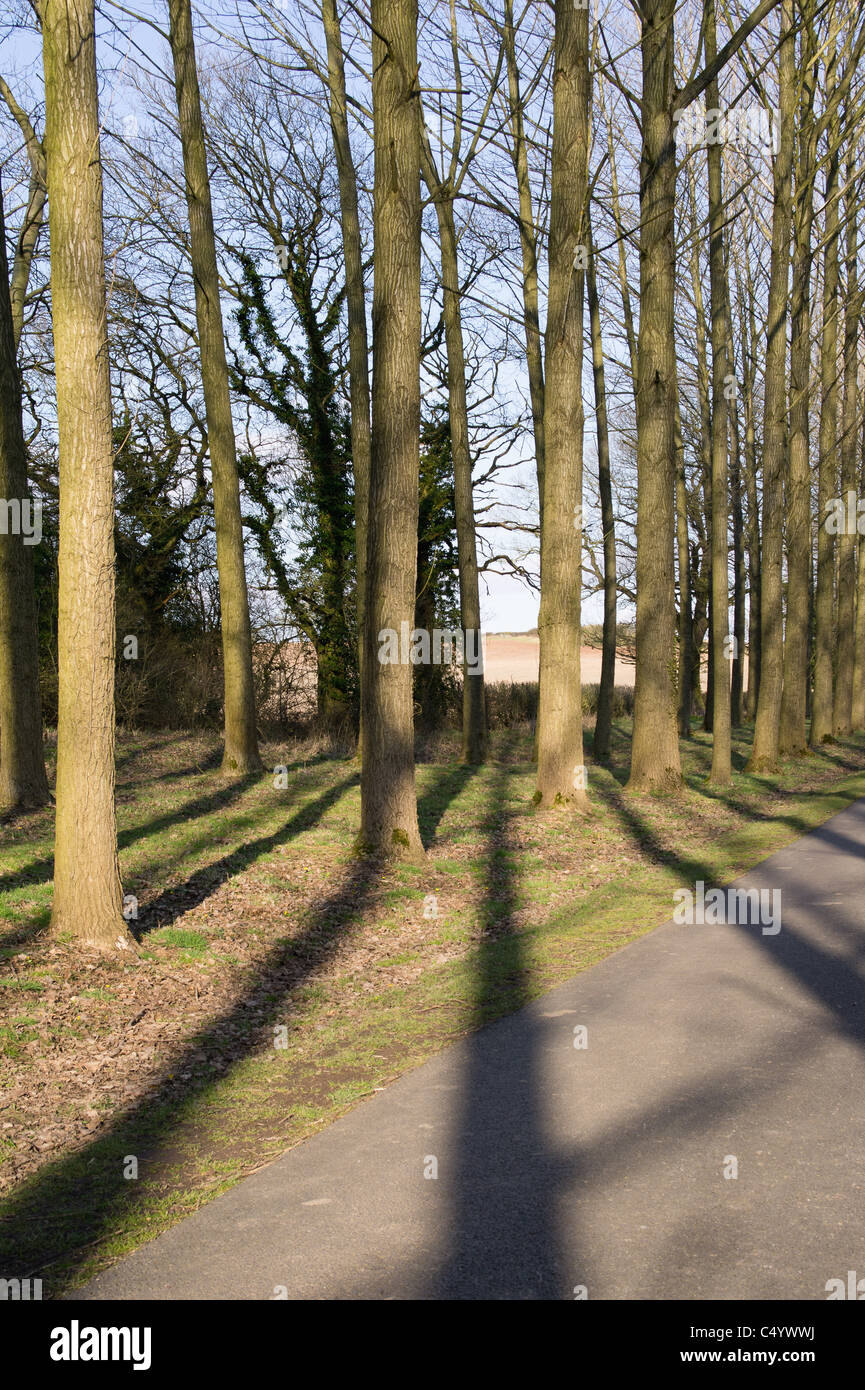 avenue trees umberslade hall warwickshire Stock Photo Alamy