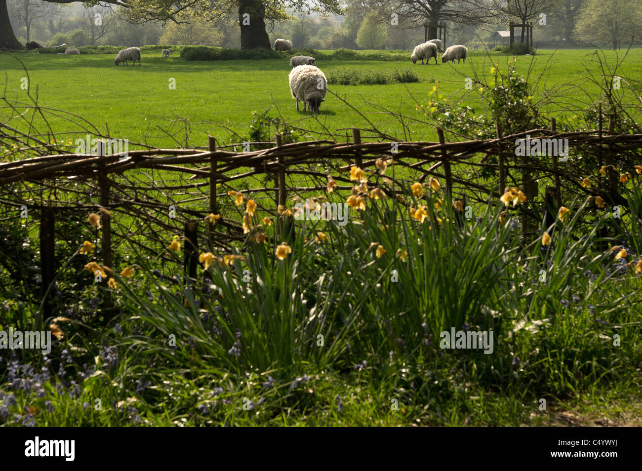 sheep animal farm farming agriculture wool livestock animal Stock Photo