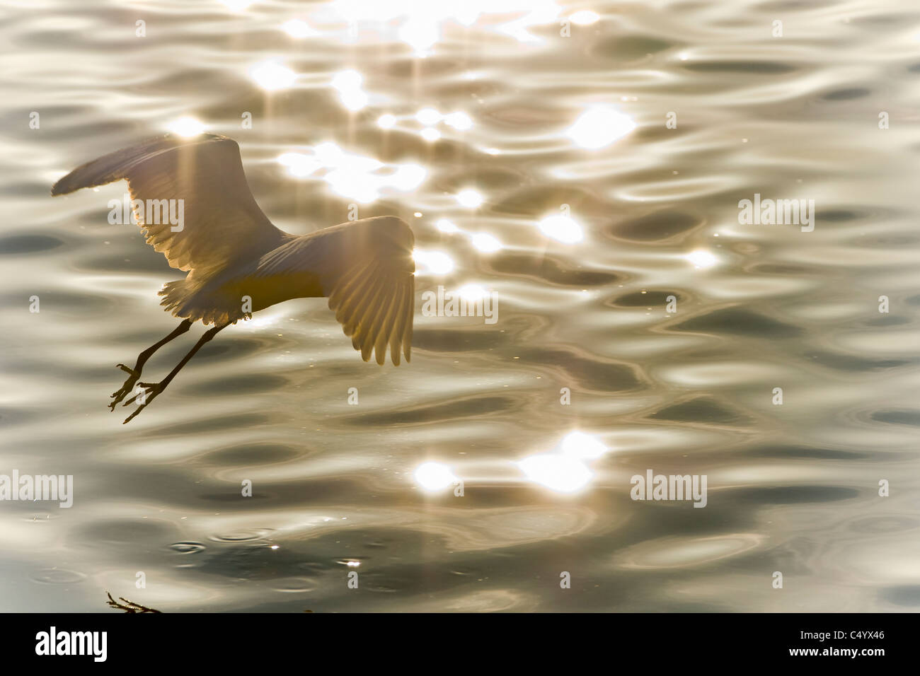 garceta volando,egret flying over the river at dusk, Río Palmones, Cádiz Stock Photo