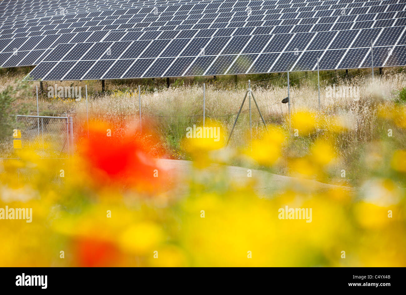 Wildflowers and a photo voltaic solar power station near Lucainena de ...