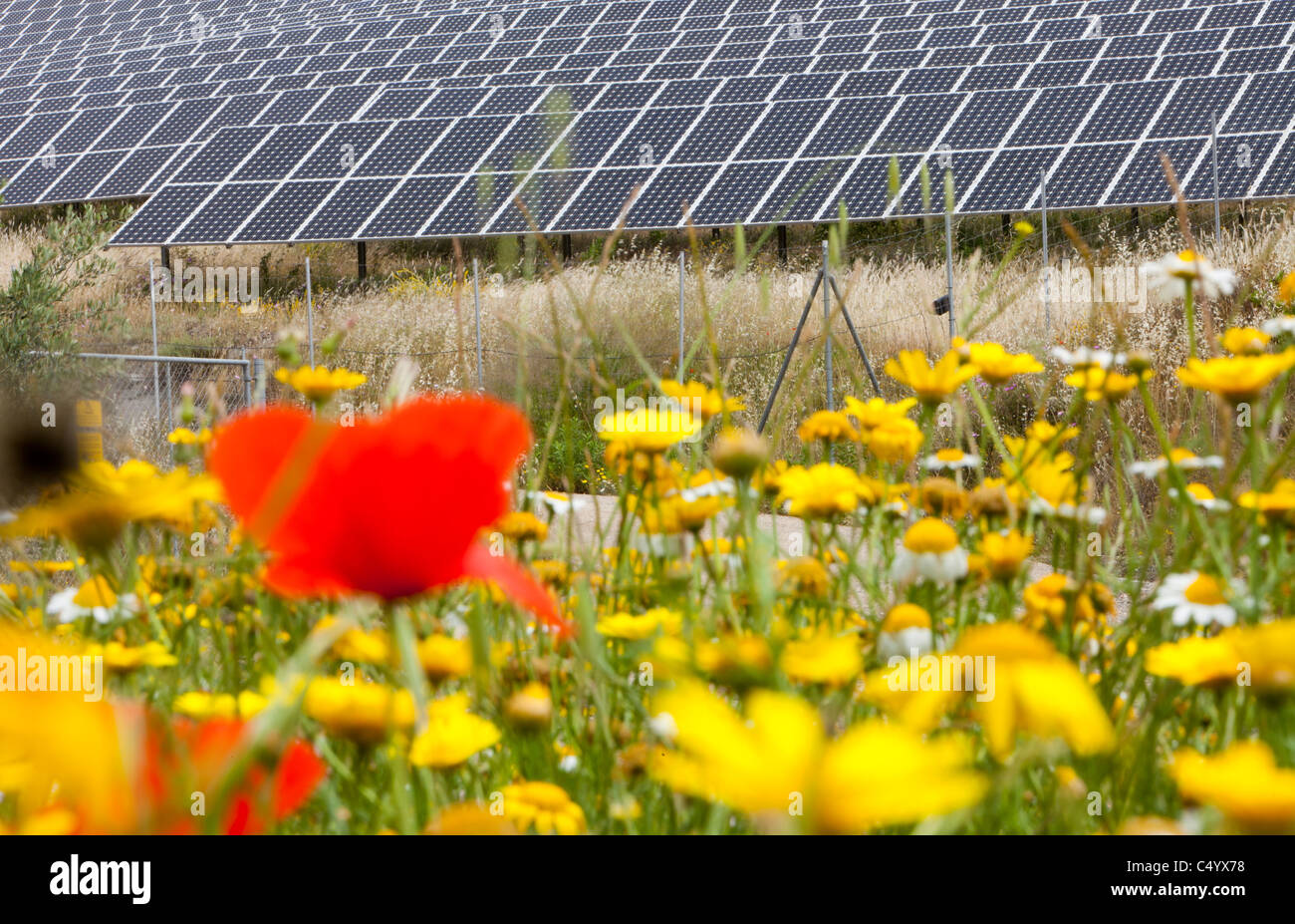 Wildflowers and a photo voltaic solar power station near Lucainena de ...