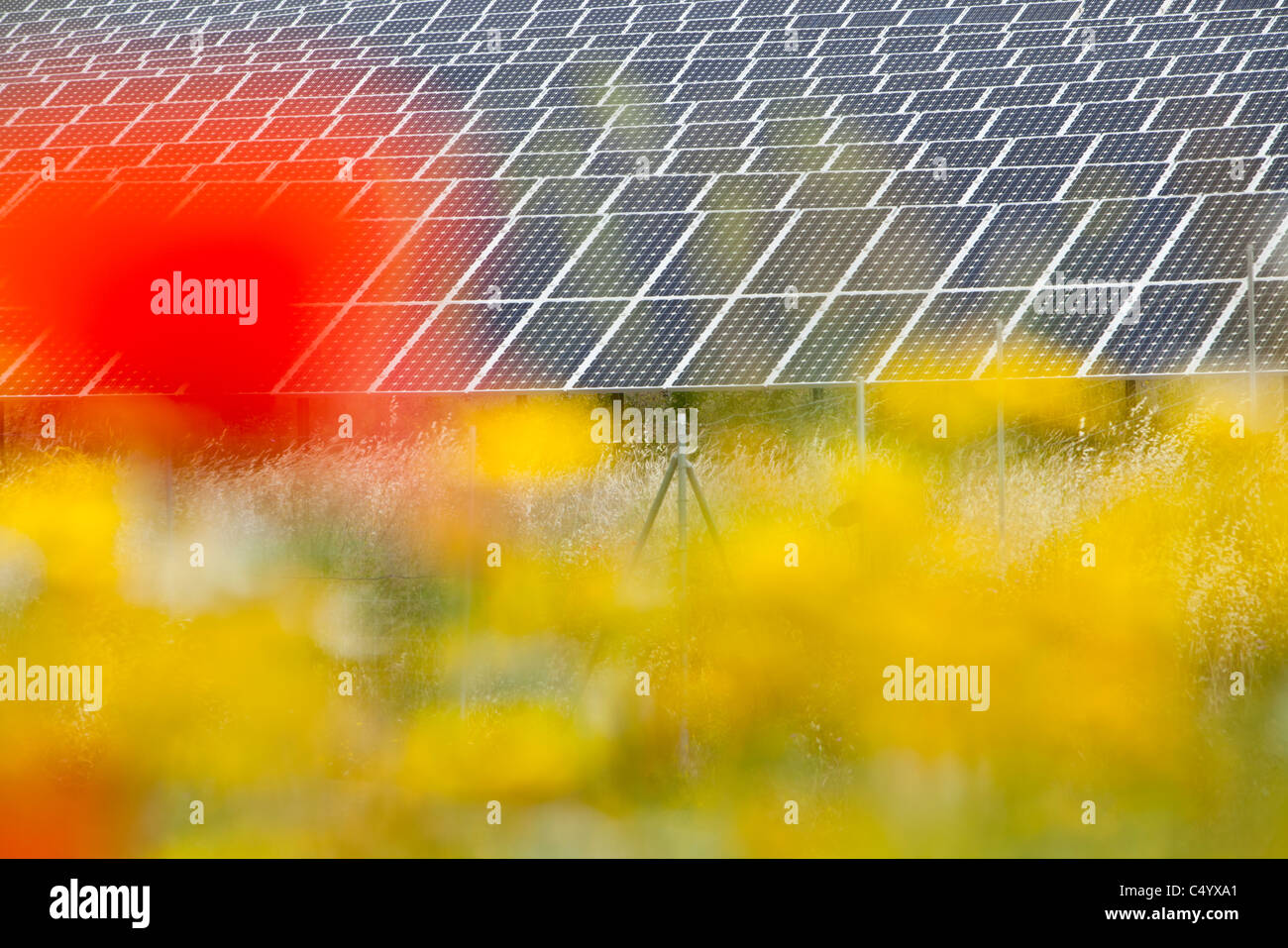 Wildflowers and a photo voltaic solar power station near Lucainena de ...