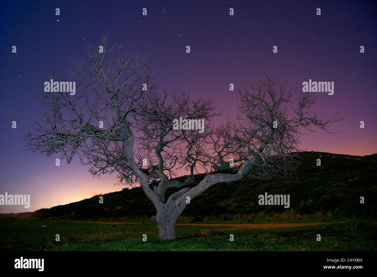arbol cielo estrellado,tree moral night photography, environment árbol fotografía nocturna Stock Photo