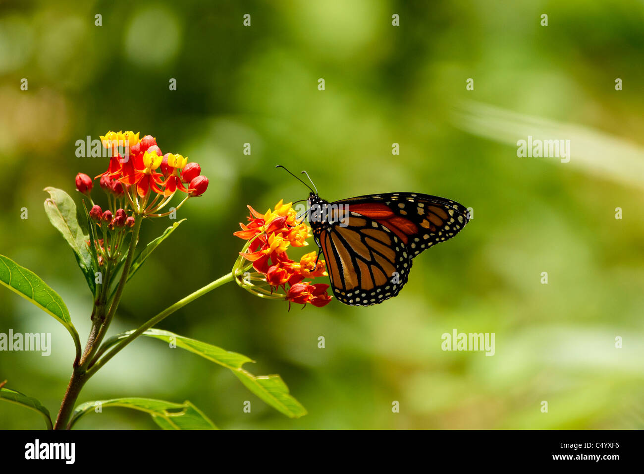 mariposa monarca,mariposa sobre flor,Danaus plexippus butterfly monarch in asclepia Stock Photo