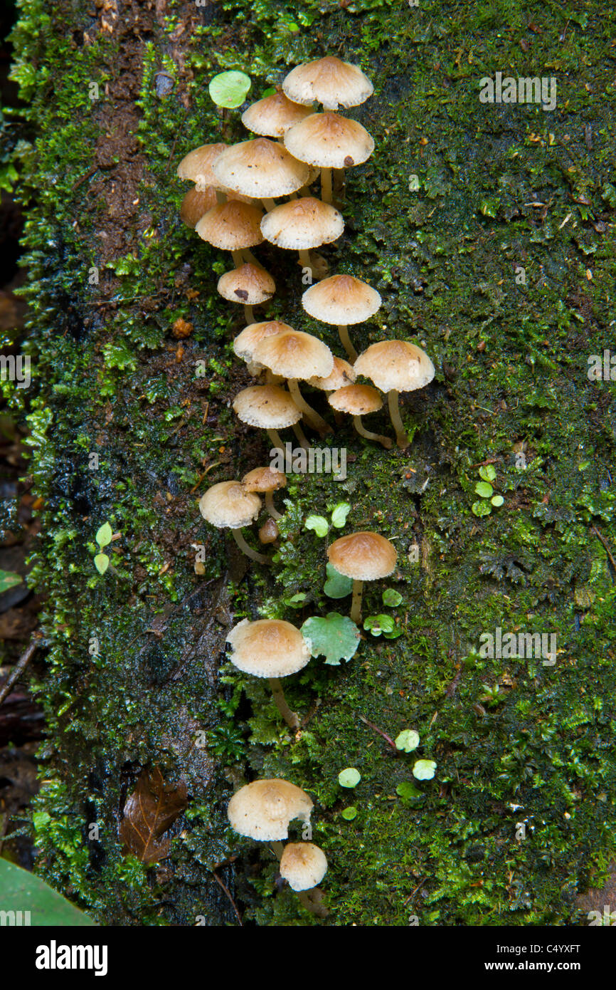 Mushrooms growing on a tree trunk in a rainforest Stock Photo - Alamy
