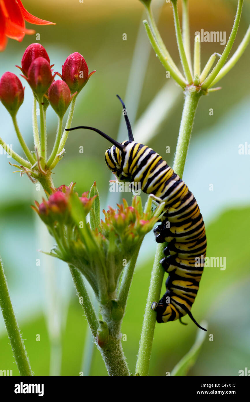monarch butterfly caterpillar Stock Photo Alamy